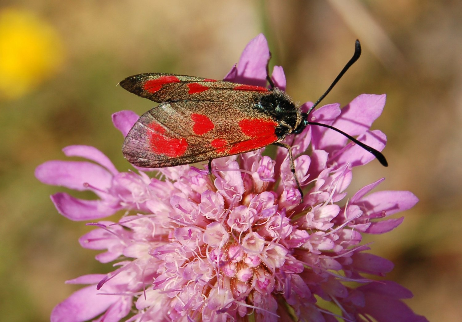 Zygaena rubicundus e  Zygaena loti